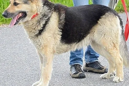 Ares szuka domu !, Małopolskie, Oświęcim