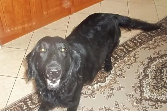 Szczeniaczki Flat Coated Retriever z rodowodem ZKW