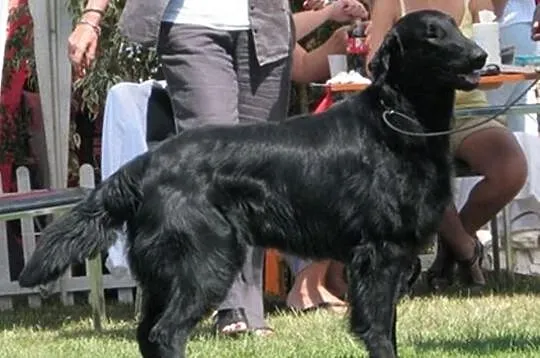 Szczeniaczki Flat Coated Retriever z rodowodem ZKW