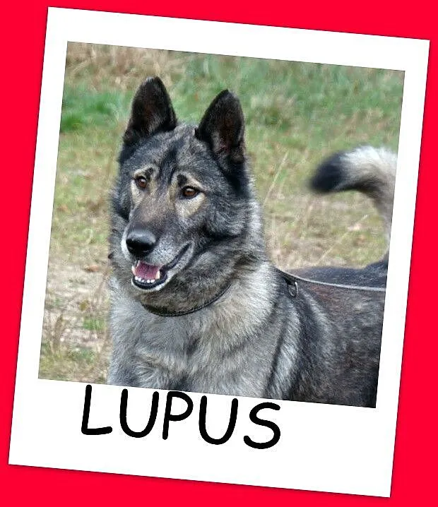 LUPUS-mix owczarek,duży,ważący 30 kg młody 3 letni