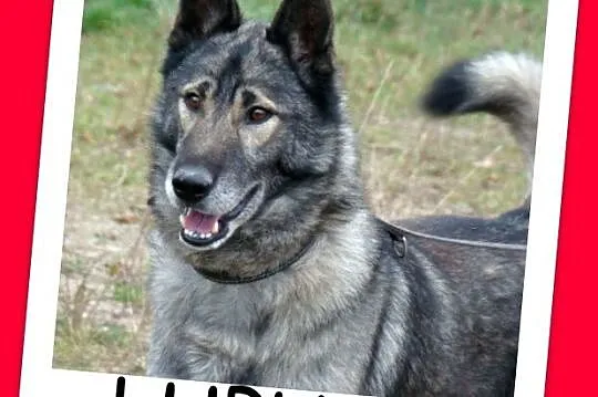 LUPUS-mix owczarek,duży,ważący 30 kg młody 3 letni