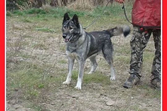 LUPUS-mix owczarek,duży,ważący 30 kg młody 3 letni