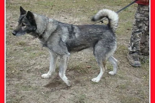 LUPUS-mix owczarek,duży,ważący 30 kg młody 3 letni
