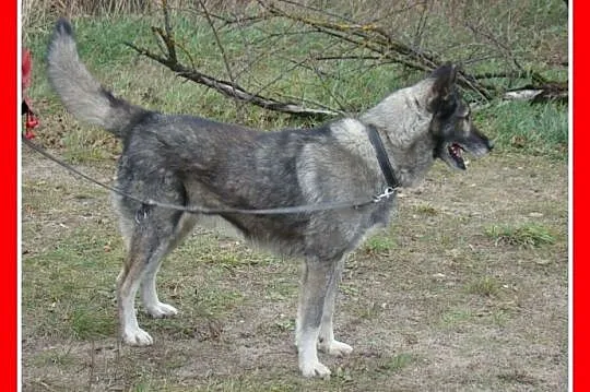 LUPUS-mix owczarek,duży,ważący 30 kg młody 3 letni