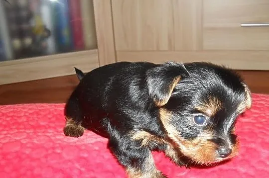 York miniaturka rezerwacja