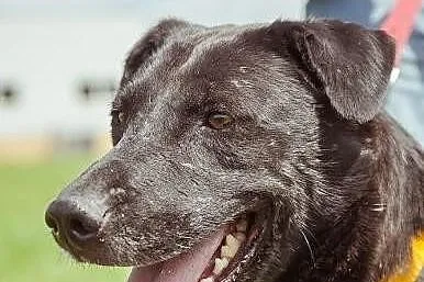 FIGO- cudowny psiak w typie labradora, odmień jego los