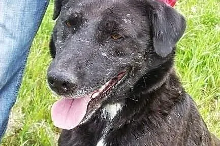 FIGO- cudowny psiak w typie labradora, odmień jego