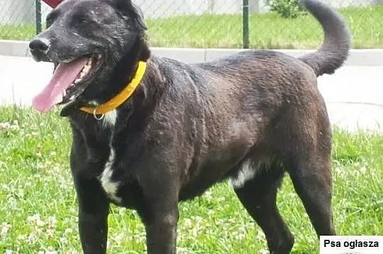 FIGO- cudowny psiak w typie labradora, odmień jego