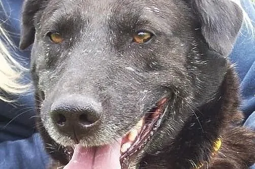 FIGO- cudowny psiak w typie labradora, odmień jego
