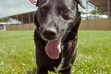 FIGO- cudowny psiak w typie labradora, odmień jego
