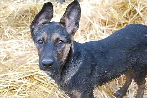 4 miesięczna Majka prosi o dom!,  dolnośląskie Jel