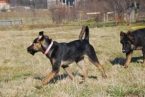 4 miesięczna Majka prosi o dom!,  dolnośląskie Jel