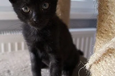 Loki_