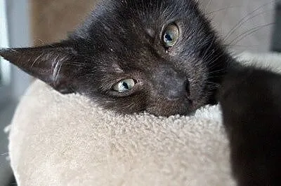 Loki_