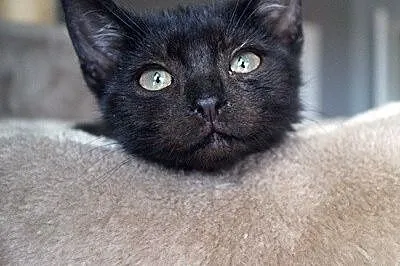 Loki_