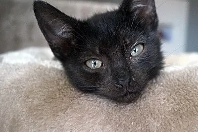 Loki_