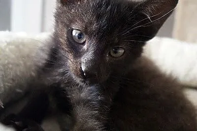 Loki_