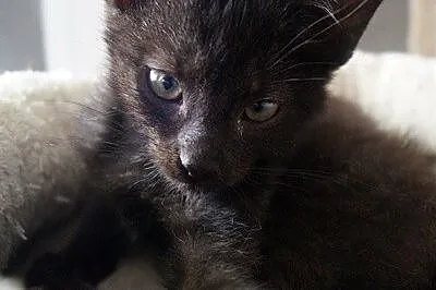 Loki_