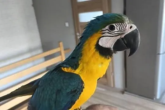 Ara ararauna rk