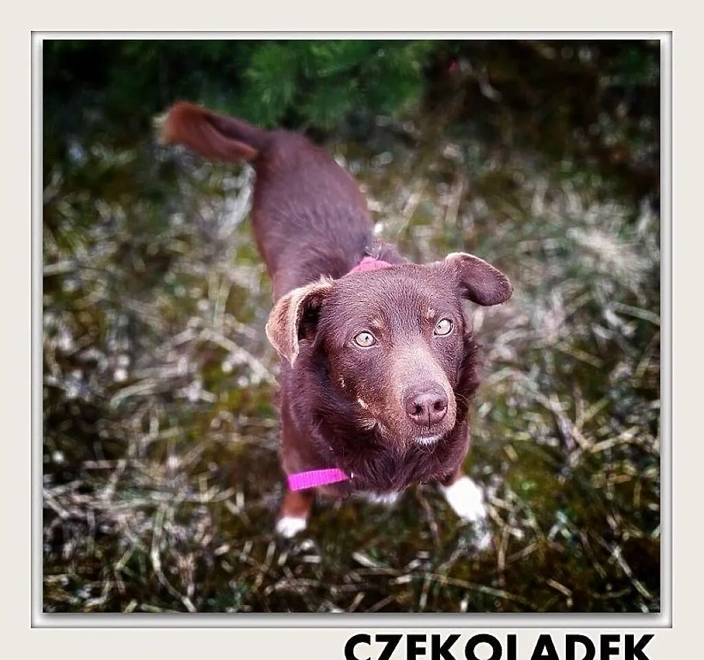 CZEKOLADEK,8kg,mały,młodziutki,łagodny,rodzinny,szczepiony piesek.ADOPCJA, , Wrocław