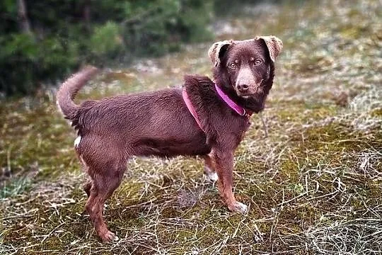 CZEKOLADEK,8kg,mały,młodziutki,łagodny,rodzinny,szczepiony piesek.ADOPCJA, , Wrocław