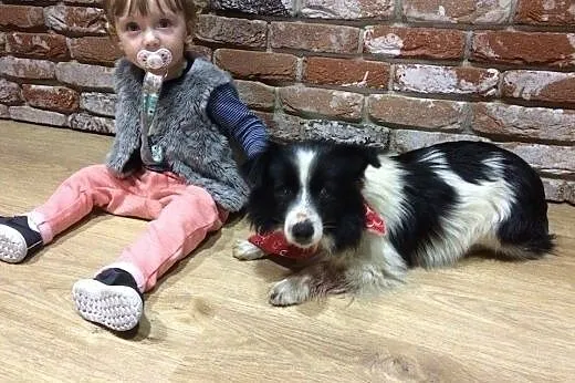 Amigo - przyjaciel na całe życie. Szuka domu,  Kun
