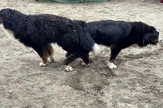 Berneński Pies Pasterski, Podkarpackie, Otałęż