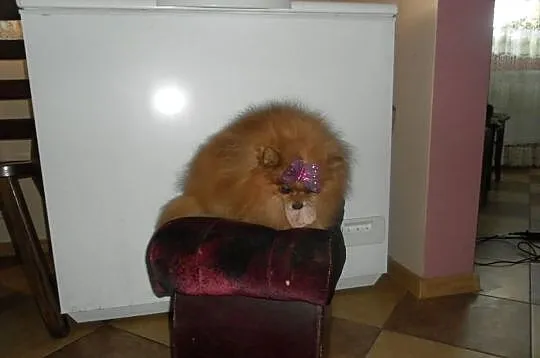 Pomeranian (szpic pomorski)-piekny reproduktor i szczeniaczki.