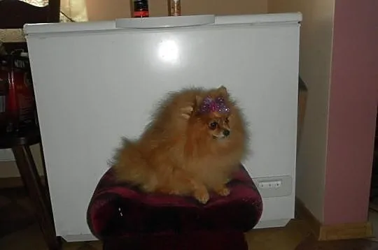 Pomeranian (szpic pomorski)-piekny reproduktor i s