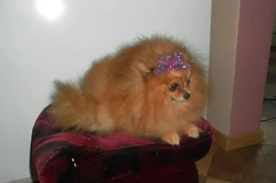 Pomeranian (szpic pomorski)-piekny reproduktor i s