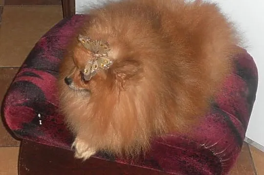 Pomeranian (szpic pomorski)-piekny reproduktor i s