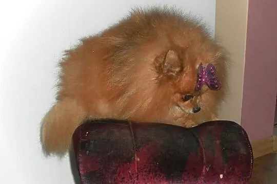 Pomeranian (szpic pomorski)-piekny reproduktor i s