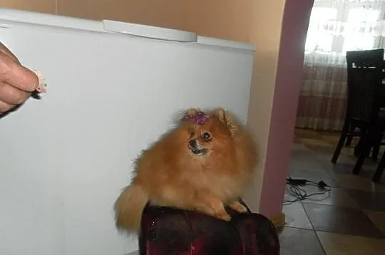 Pomeranian (szpic pomorski)-piekny reproduktor i s