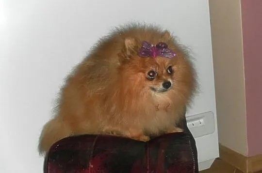 Pomeranian (szpic pomorski)-piekny reproduktor i s