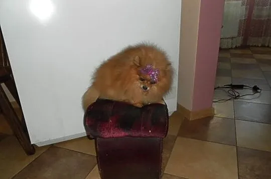 Pomeranian (szpic pomorski)-piekny reproduktor i s
