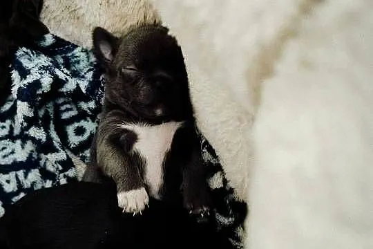 Chihuahua liliowy