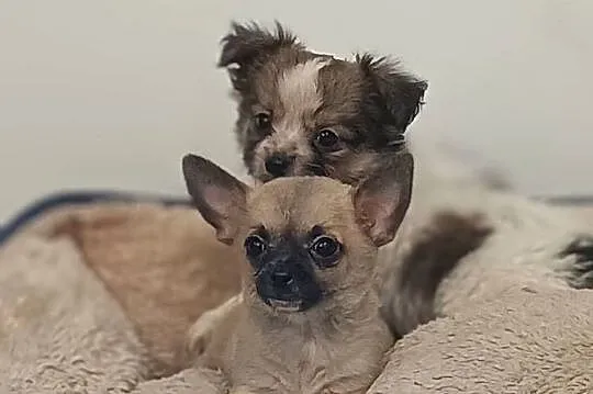 Chihuahua pieski, Wielkopolskie, Września