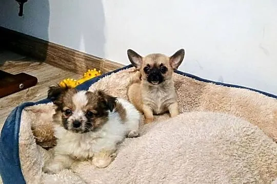 Chihuahua pieski, Wielkopolskie, Września