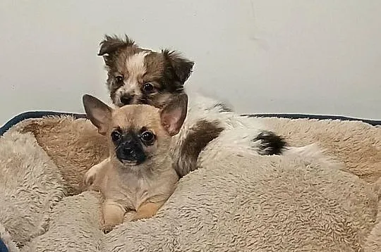 Chihuahua pieski, Wielkopolskie, Września