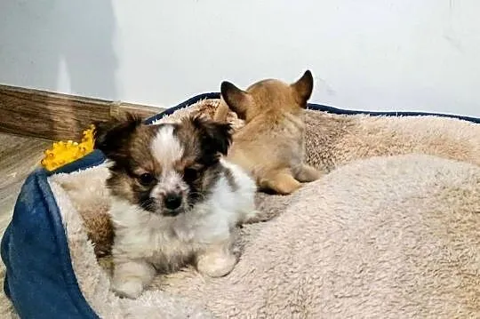Chihuahua pieski, Wielkopolskie, Września