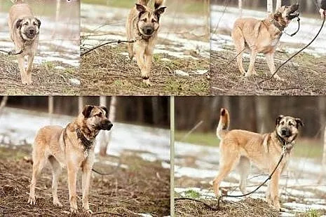 Maszka, przyjacielska, urocza sunia w typie podhal