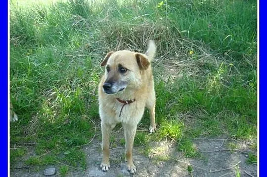 KACZOR- średni 16 kg psiak,łagodny, kontaktowy, pr