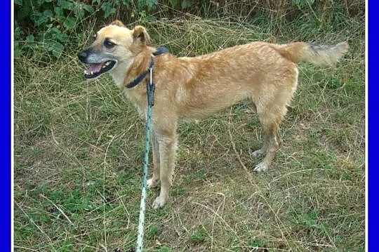 KACZOR- średni 16 kg psiak,łagodny, kontaktowy, pr