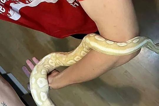Pytony królewski samica samiec, Kujawsko-pomorskie, Brodnica