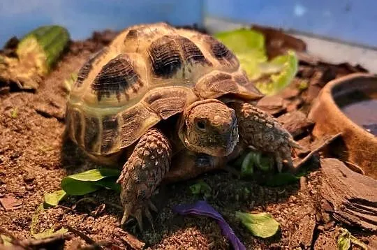 Żółw Lądowy Stepowy - Sklep Zoologiczny