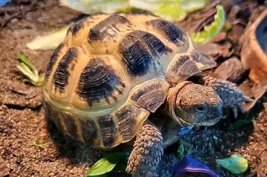 Żółw Lądowy Stepowy - Sklep Zoologiczny, Śląskie, Katowice