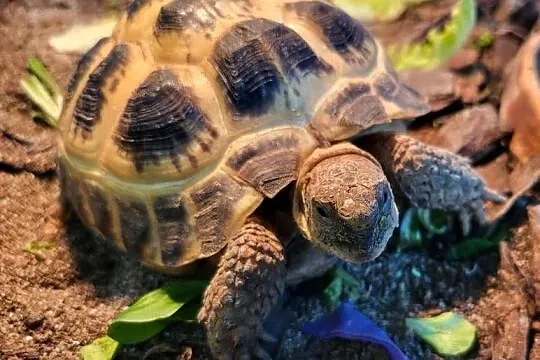 Żółw Lądowy Stepowy - Sklep Zoologiczny, Śląskie, Katowice