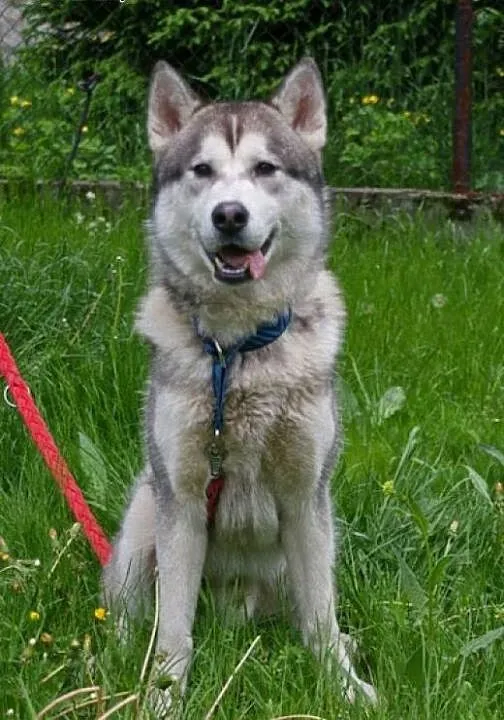 Hassan roczny alaskan malamute , śląskie Katowice