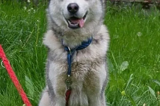 Hassan roczny alaskan malamute , śląskie Katowice