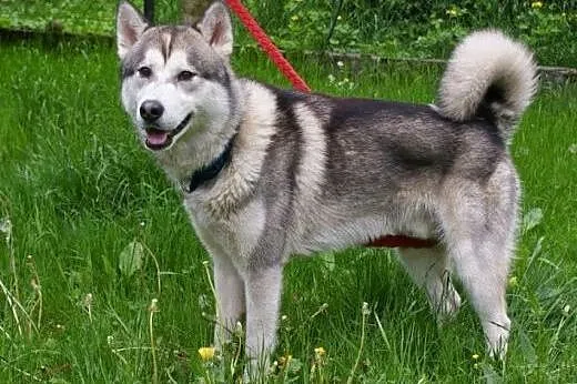 Hassan roczny alaskan malamute ,  śląskie Katowice